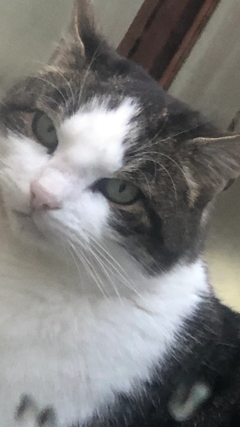 A cover of "Animals" cluster. The owner is jokicfan80. The cluster consists of 200 elements.