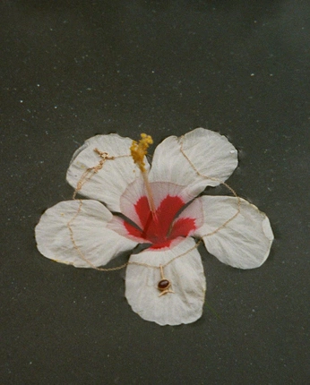 A cover of "flower" cluster. The owner is 4lores. The cluster consists of 57 elements.