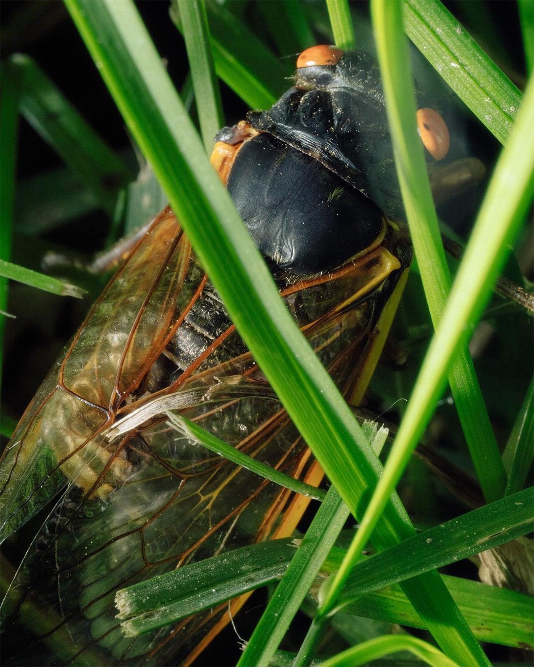 An Instagram carousel post added by aethereal.itf on Jun 05, 2024. The author is @atmos.