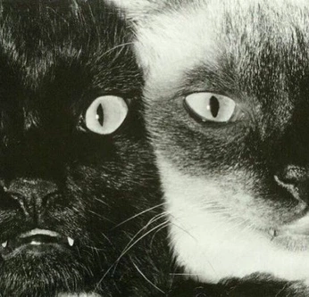 A cover of "jueguito gatos" cluster. The owner is solaresido. The cluster consists of 1 element.