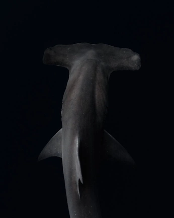 A cover of "Carcharias" cluster. The owner is chick. The cluster consists of 1 element.