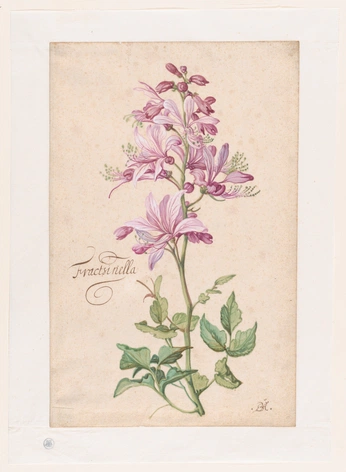 A cover of "flowers" cluster. The owner is earthintruder. The cluster consists of 46 elements.