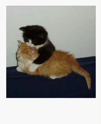 A cover of "warmth" cluster. The owner is inthemood4luv. The cluster consists of 1 element.