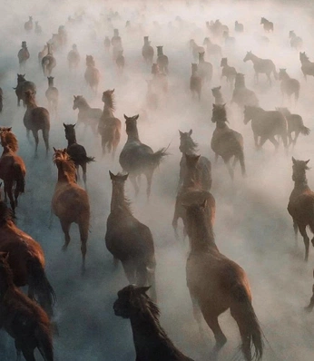 A cover of "Wild horses" cluster. The owner is andydubois. The cluster consists of 11 elements.