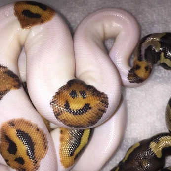 A cover of "Pictures" cluster. The owner is fimbim. The cluster consists of 1 element.