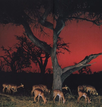 A cover of "African t shirt" cluster. The owner is ocondann. The cluster consists of 16 elements.