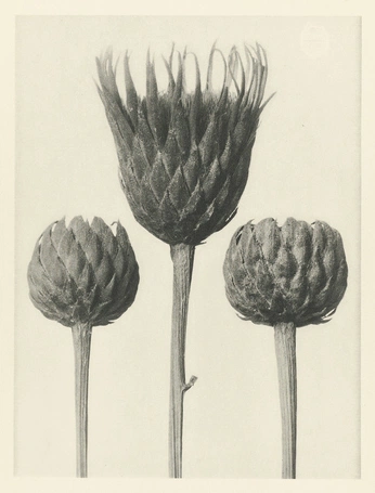 A cover of "weird plants" cluster. The owner is vicenta. The cluster consists of 25 elements.