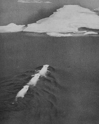 A cover of "Sublime Awe" cluster. The owner is lsadkowski. The cluster consists of 4 elements.