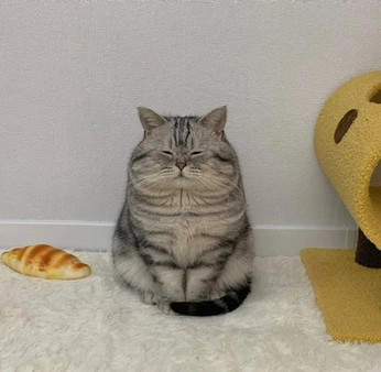 A cover of "PET" cluster. The owner is chrom. The cluster consists of 9 elements.