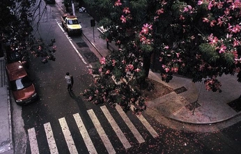 A cover of "Flor" cluster. The owner is sandradominguezg. The cluster consists of 37 elements.