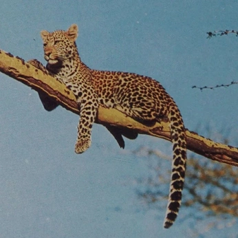 A cover of "Animals" cluster. The owner is ambrecalypso. The cluster consists of 3 elements.