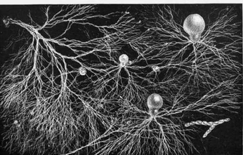 A cover of "MC Stock Images" cluster. The owner is ccrivero. The cluster consists of 1 element.