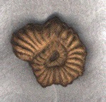 A cover of "utone" cluster. The owner is maru.t. The cluster consists of 15 elements.