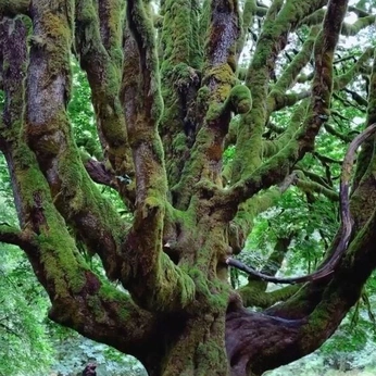 A cover of "vṛkṣaḥ (tree)" cluster. The owner is arshabarsha. The cluster description is "dream consciousness". The cluster consists of 55 elements.