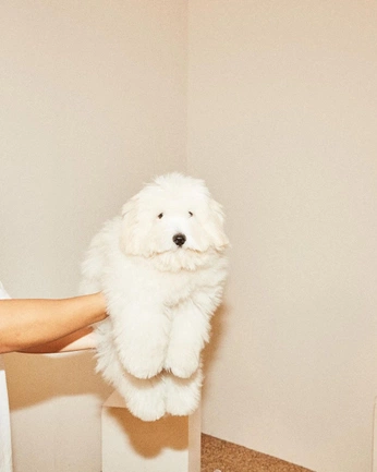 A cover of "Dogs" cluster. The owner is tatianaprc. The cluster consists of 6 elements.