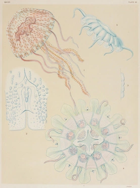 Plate 60, Volume 3 – Source
