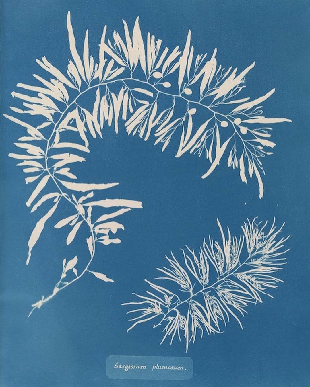 An Instagram carousel post added by ch1p666 on Mar 17, 2025. The author is @publicdomainrev.