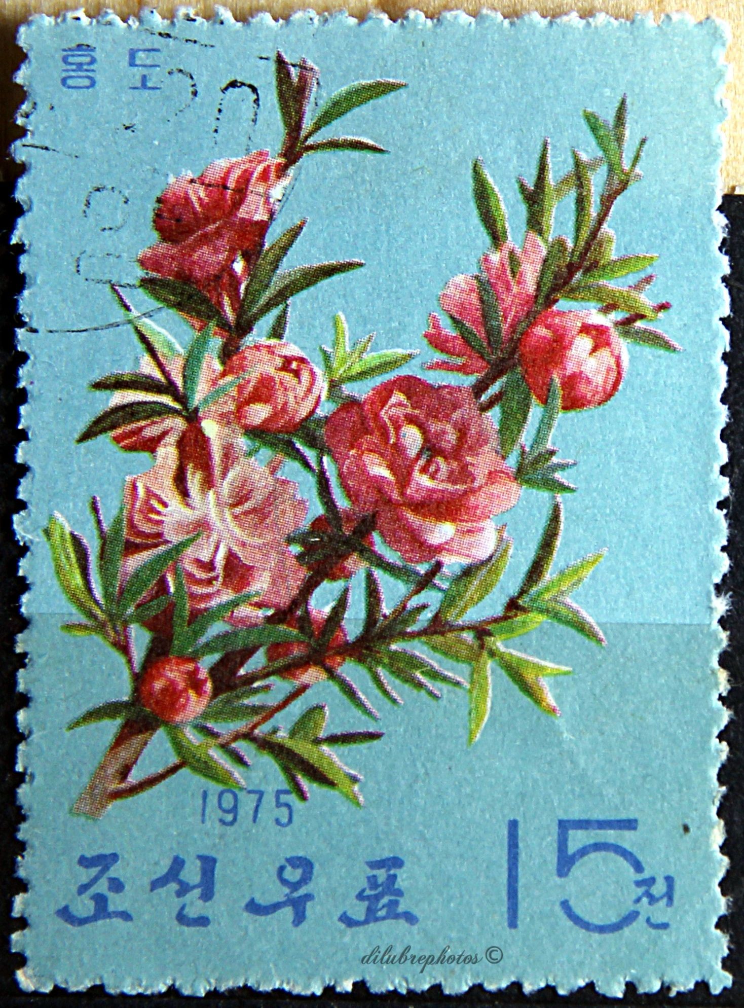 A 1975 North Korean postage stamp from the Flora series.