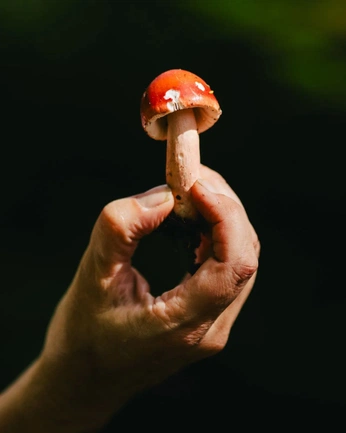 A cover of "Plant Meds" cluster. The owner is thepractice. The cluster consists of 1 element.