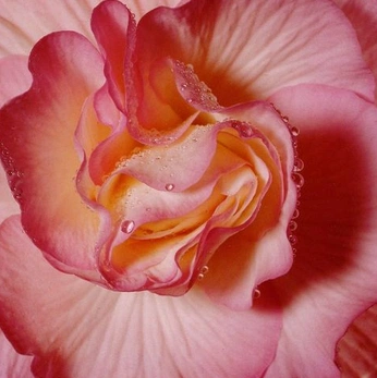 A cover of "flowers" cluster. The owner is brainz. The cluster consists of 31 elements.