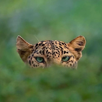 A cover of "tabiat" cluster. The owner is rosaenluna. The cluster consists of 20 elements.