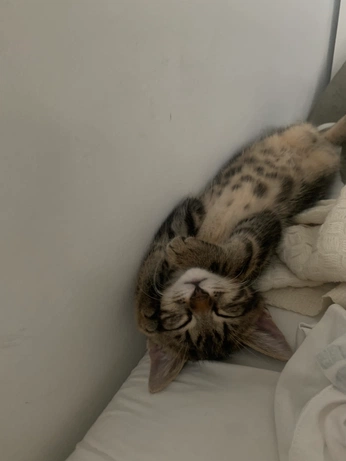 A cover of "life recently🪐" cluster. The owner is luuuu. The cluster consists of 30 elements.