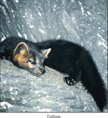 A cover of "Sable (Martes Zibellina)" cluster. The owner is hypercryptic. The cluster description is "Russian sable (martes zibellina) shrine cluster.  They're all sourced.". The cluster consists of 498 elements.