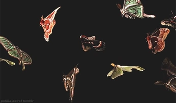 A cover of "portfolio" cluster. The owner is zoedottori. The cluster consists of 3 elements.