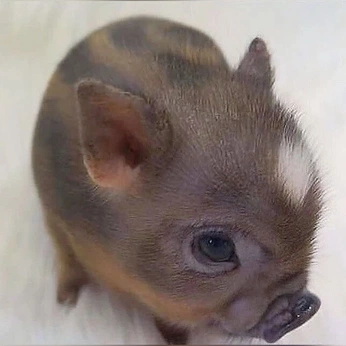 A cover of "⭒ animals" cluster. The owner is lucinedeer. The cluster consists of 30 elements.