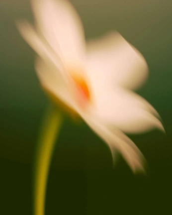 A cover of "Backgrounds" cluster. The owner is mgshannon. The cluster consists of 4 elements.