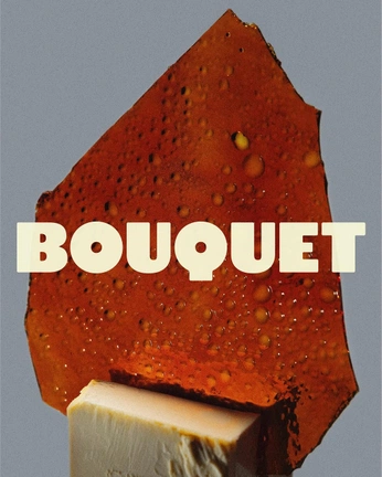 A cover of "Pet" cluster. The owner is yarron. The cluster consists of 11 elements.