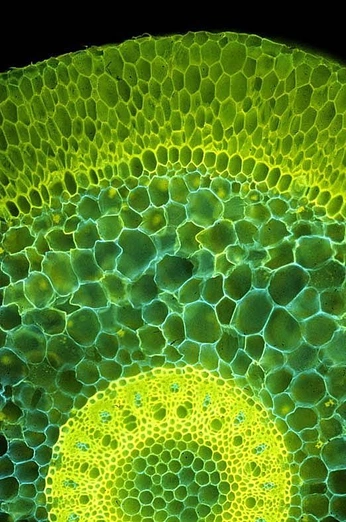 A cover of "GREEN-KIND" cluster. The owner is seene. The cluster consists of 2 elements.