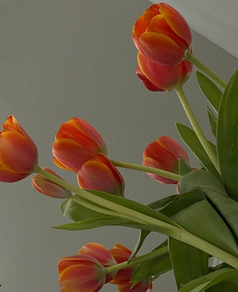 A cover of "Flowers" cluster. The owner is holdenfound. The cluster consists of 61 elements.