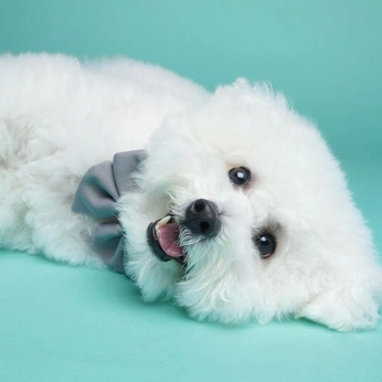 A cover of "✨" cluster. The owner is nimochen. The cluster consists of 2 elements.