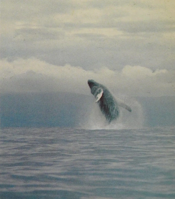 A cover of "MDB5" cluster. The owner is jxosefu. The cluster consists of 103 elements.