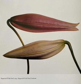 A cover of "nature." cluster. The owner is marijardim. The cluster consists of 1 element.