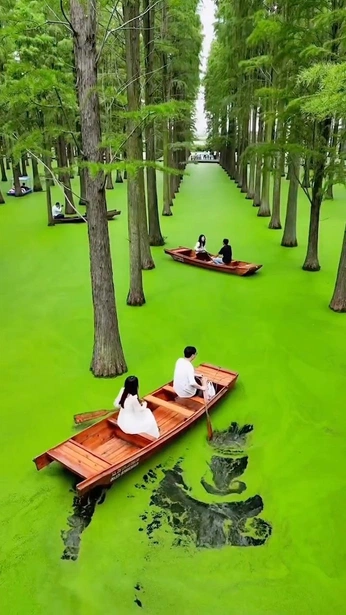 A cover of "HEX_Bright fern" cluster. The owner is loutae. The cluster consists of 3 elements.