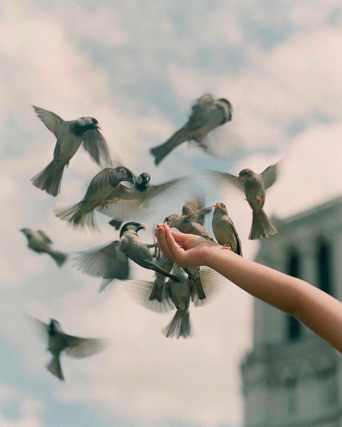 Ten thousand birds