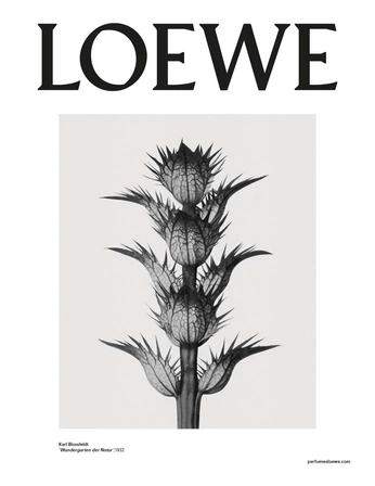 A cover of "campaigns" cluster. The owner is botzilla1. The cluster consists of 14 elements.