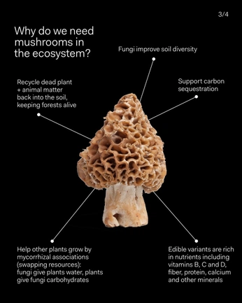 A cover of "Brand" cluster. The owner is wenkewalter. The cluster consists of 5 elements.