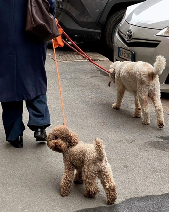 A cover of "TOTO" cluster. The owner is maddieholden. The cluster consists of 19 elements.