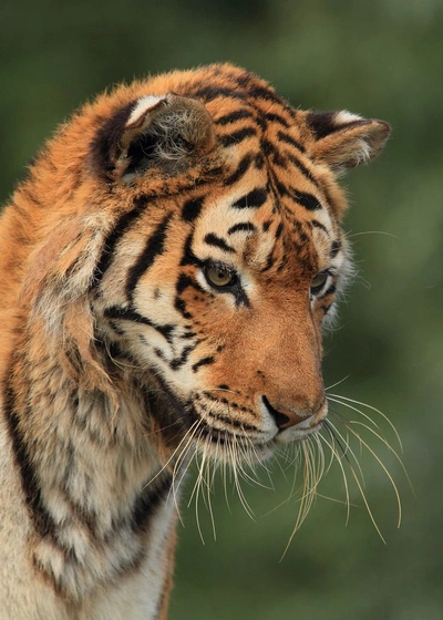 A Pinterest pin added by snotbox on Aug 21, 2024. The author is 𝚜𝚗𝚘𝚝𝚋𝚘𝚡. May present: tiger therian pfp, bengal tiger, theria, cat, leopard.