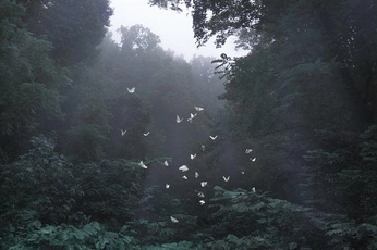 A cover of "Moldavskaya" cluster. The owner is vikabarkal. The cluster consists of 7 elements.