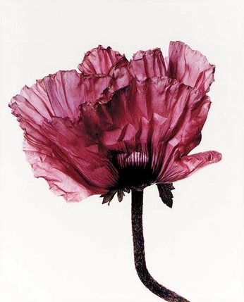 A cover of "flowers" cluster. The owner is kaysmusings. The cluster consists of 16 elements.