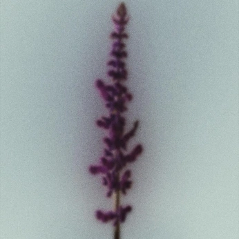 A cover of "TF" cluster. The owner is rosest. The cluster consists of 31 elements.