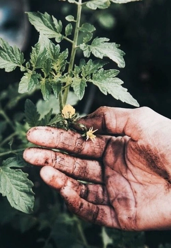 A cover of "Regenerative Agriculture" cluster. The owner is micah.simrose. The cluster consists of 8 elements.