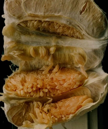 A cover of "tex" cluster. The owner is carolinevang. The cluster consists of 1 element.
