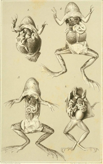A cover of "dissection" cluster. The owner is m1rvn4. The cluster consists of 7 elements.