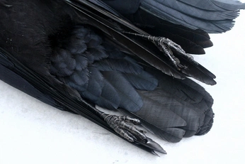 A cover of "krukowate" cluster. The owner is niktciekawy. The cluster consists of 15 elements.