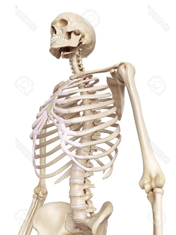 A cover of "Anatomy" cluster. The owner is herbaderpy. The cluster consists of 61 elements.